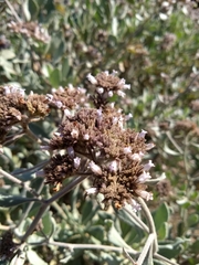 Eriodictyon traskiae smithii