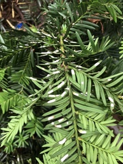 Pulvinaria floccifera