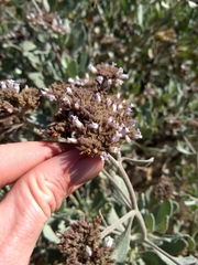 Eriodictyon traskiae smithii