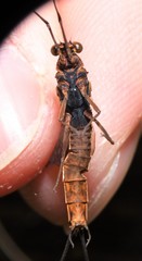 Litobrancha recurvata