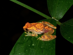 Dendropsophus miyatai