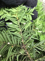 Pulvinaria floccifera