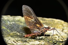 Litobrancha recurvata