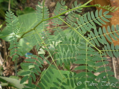 Leucaena leucocephala