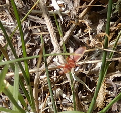 Stenomacra marginella