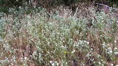 Cryptantha intermedia intermedia