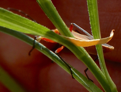 Stenomacra marginella