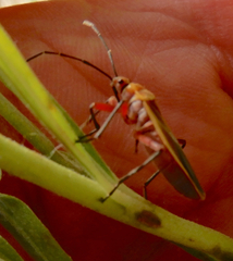 Stenomacra marginella