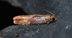 Episimus tyrius