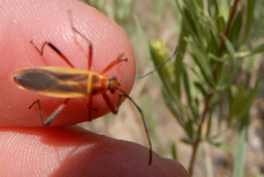 Stenomacra marginella