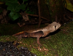 Stenocercus fimbriatus