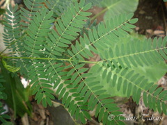 Leucaena leucocephala