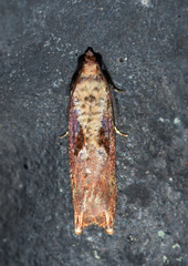 Episimus tyrius