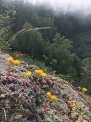 Sedum spathulifolium