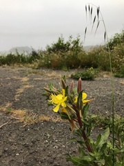 Oenothera wolfii
