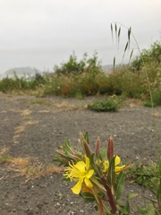 Oenothera wolfii
