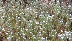 Cryptantha intermedia intermedia