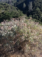 Eriodictyon traskiae smithii