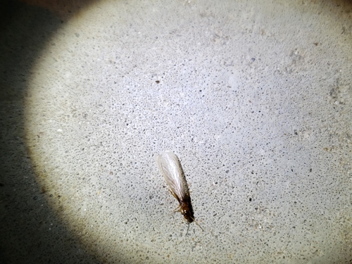 Formosan subterranean termite photo 6