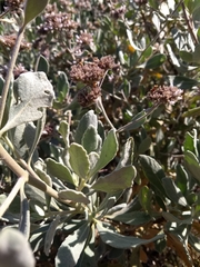 Eriodictyon traskiae smithii