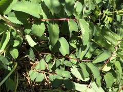 Sanguisorba canadensis