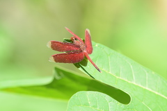 Neurothemis manadensis