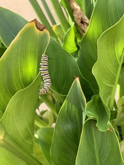 Danaus plexippus