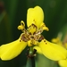 Trimezia longifolia - Photo (c) Kimberlie Sasan, some rights reserved (CC BY-ND), uploaded by Kimberlie Sasan