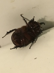 Oryctes nasicornis