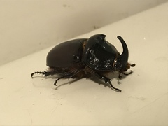 Oryctes nasicornis