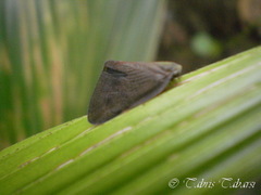 Ricaniidae