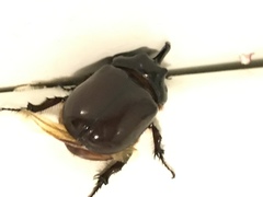 Oryctes nasicornis