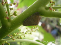 Ricaniidae
