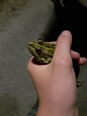 Pelophylax