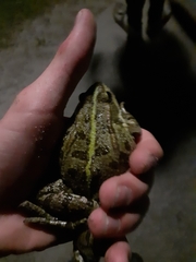 Pelophylax