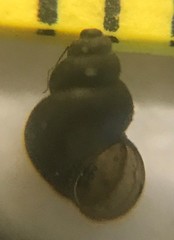 Pyrgulopsis