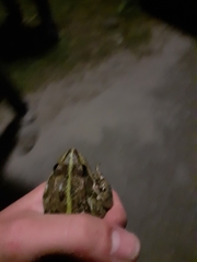 Pelophylax