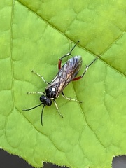 Macrophya punctumalbum