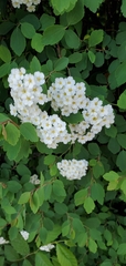 Spiraea × vanhouttei