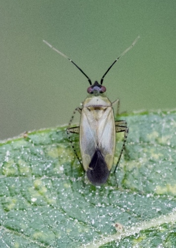 Common Nettle Flower Bug