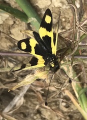 Libelloides macaronius