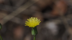 Malacothrix clevelandii
