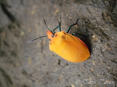 Tectocoris diophthalmus