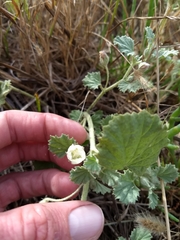 Malvella leprosa