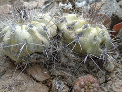 Copiapoa montana