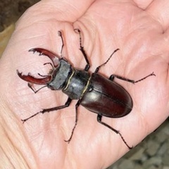 Lucanus cervus