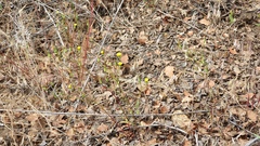 Malacothrix clevelandii