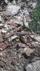 Gerrhonotus liocephalus