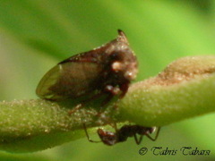 Hemiptera
