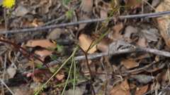 Malacothrix clevelandii